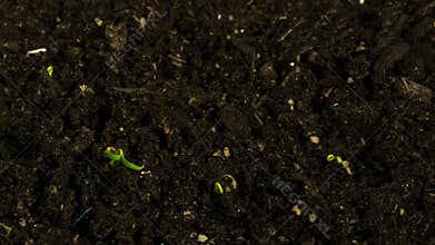 Timelapse growing plant. Germinating and growing seed of chili peppers.