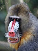 Mandrill