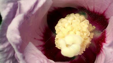 Hibiscus Flower Time-lapse