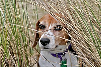 Cute beagle dog