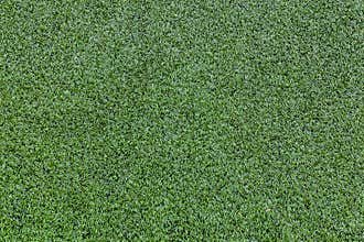 Synthetic Grass