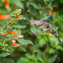 Hummingbird visits red flowers in a garden during a sunny day in tropical region