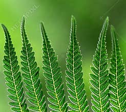 Close view of green fern leaves showing the structure and details in a bright natural setting during daytime
