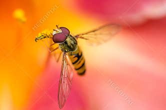 Close view of a hoverfly on a flower during springtime in a garden with bright colors and soft petals