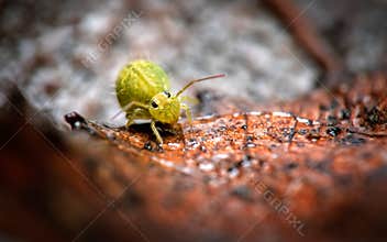 Tiny green springtail moving across a brown leaf in a natural setting during daylight hours in a forest environment