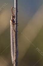 Bug climbs up a dry plant stick in a natural setting during daylight hours