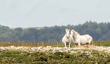 Two white horses stand together in a grassy area near a coastline with trees in the background during a sunny day