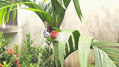 Swallowtail Butterfly Flying Around Flowers, Swallowtail Nature Garden Scenein 4k, India
