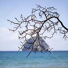 Branch reaches out to the sea near Diamant Rock in Martinique under a clear sky in the daytime