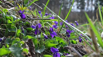 Field of purple wild violets blooming on sunny hillside, spring forest, low angle