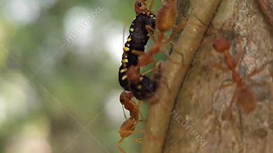 Red Weaver Ants Carrying Caterpillar Close Up, Insect Teamwork Survival Behavior Macro, Wildlife India.