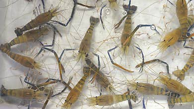 Overhead view of live giant freshwater prawns in a water tank. These crustaceans feature distinctive long blue claws and striped