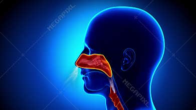 Human Sinuses Anatomy - Flu - Full Nose