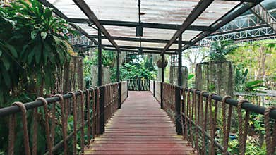 diminishing perspective of wooden walkway in tropical greenhouse with green lush foliage and symmetry, Indoor garden