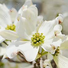 White dogwood tree flowers