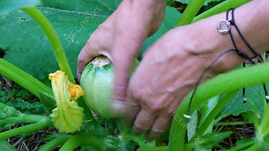 woman picking zucchini plant dying after catching fungi powdery mildew while growing in sand rich soil in organic garden