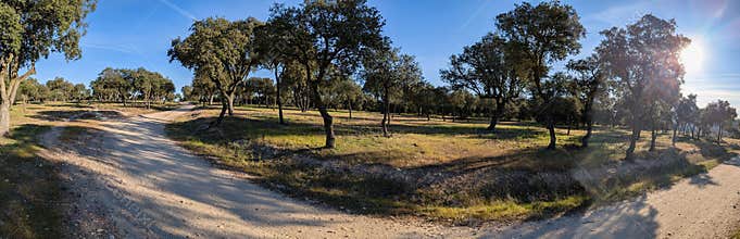Path through an open field with trees under a blue sky during the day in a rural setting