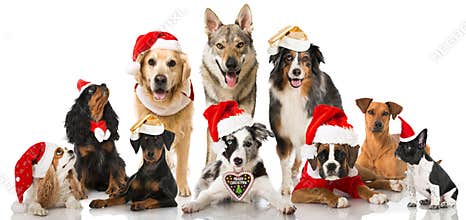 Christmas dogs