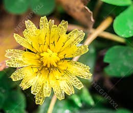 Bright yellow flower with ants on petals in a green garden setting during spring