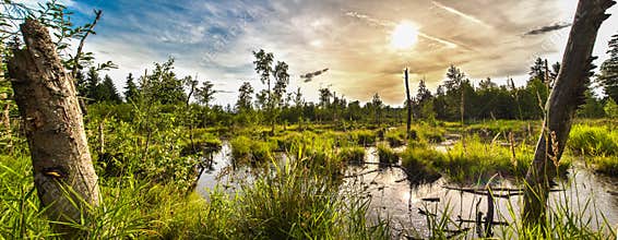Swamp