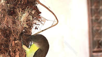 Indian sunbird building hanging nest close-up