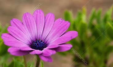 Bright purple flower blooms in a garden with green leaves under natural sunlight in spring season