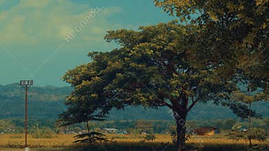 Golden Rice Field Landscape at Sunset