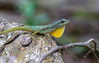 Anolis lizard displaying colors on a tree branch in a rainforest during daylight hours