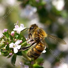 Bee collects nectar from small flowers in a sunny garden during warm spring afternoon