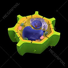 Plant cell