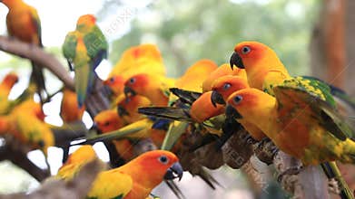 Sun Conure parrot bird group on tree branch.
