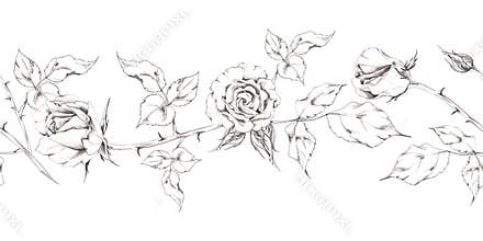 Romantic rose, gardenia flowers, camellia buds with leaves on thorny stems. Hand drawn delicate pencil sketch. Floral