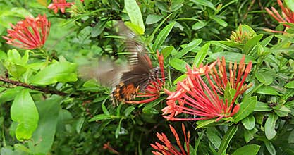 Butterflies Flying Over Garden Flowers Close Up