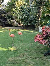 Pink flamingos walking in an exotic garden