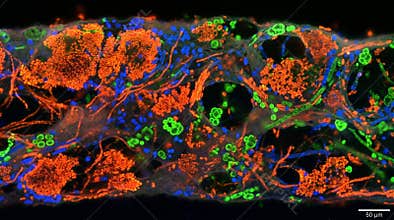 Algae Biofilm Light Harvesting Phycobilisome Confocal