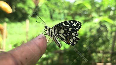 Butterfly resting on human finger macro close up, gentle wildlife interaction and nature connection