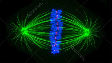 Mitotic Spindle Chromosome Alignment Metaphase Confocal