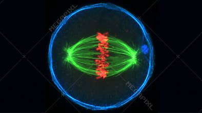 Oocyte Meiotic Spindle Chromosome Segregation