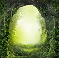 Magic forest