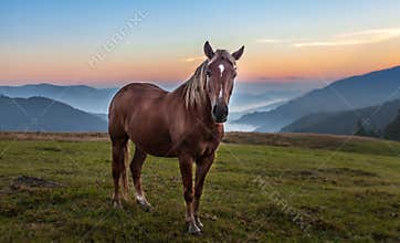 Mountain landscape with grazing horse