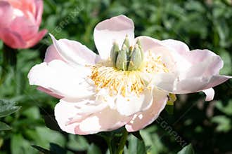 Close-up of a white peony bloom with green carpels and yellow stamens. Great for botanical studies, wedding floral art, and