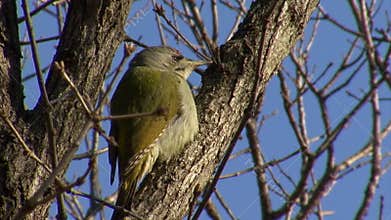 Grey-headed Woodpecker hunting insects in the forest landing on tree