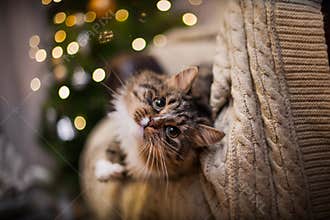Cat, new year holidays, christmas, christmas tree