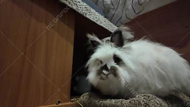 Cute White Angora Dwarf Rabbit at Home Close Up. White Bunny Pet Resting. Domestic Animal Footage