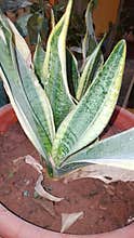 Variegated Snake Plant Dracaena trifasciata in Terracotta Pot