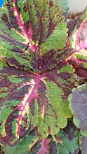 Colorful coleus plant leaves with vibrant green pink purple patterns, ornamental foliage macro close up