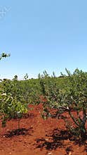 Mahaleb and cherry tree orchard with red soil and blue sky, rural agriculture landscape