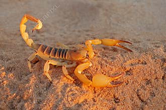A Kalahari burrowing scorpion, Kalahari desert, South Africa