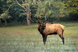 Great Smoky Mountains National Park Bull Elk