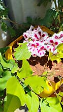 White pink geranium flowers yellow pot green leaves